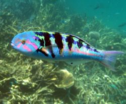 Colourful Wrasse, Ningaloo Reef by Penny Murphy 